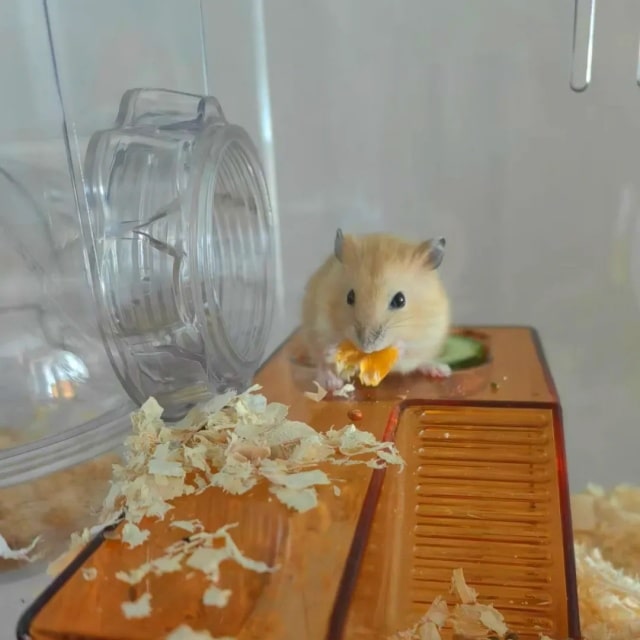 仓鼠品种大揭秘！6 款萌宠总有一款合你心意