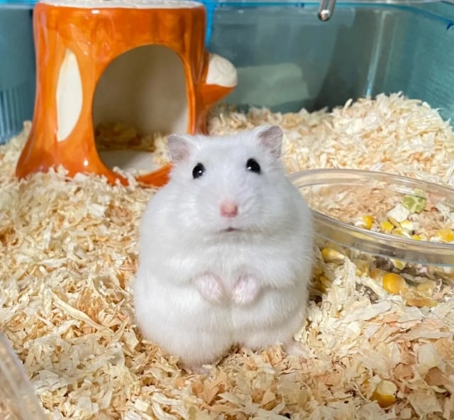 仓鼠品种大揭秘！6 款萌宠总有一款合你心意