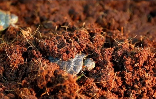 冬眠的动物有哪些?