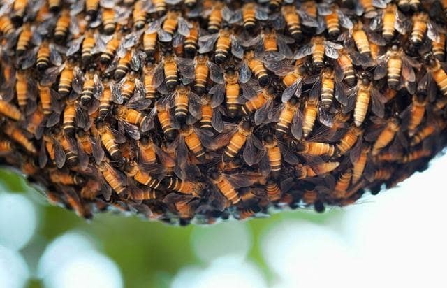 冬眠的动物有哪些?