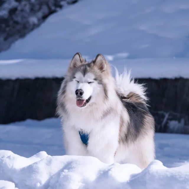 “最不怕冷”的几种狗，对它们来说，冬天才是春天！