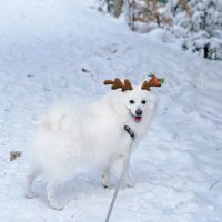 “最不怕冷”的几种狗，对它们来说，冬天才是