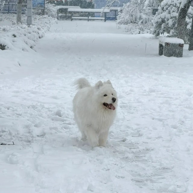 “最不怕冷”的几种狗，对它们来说，冬天才是春天！