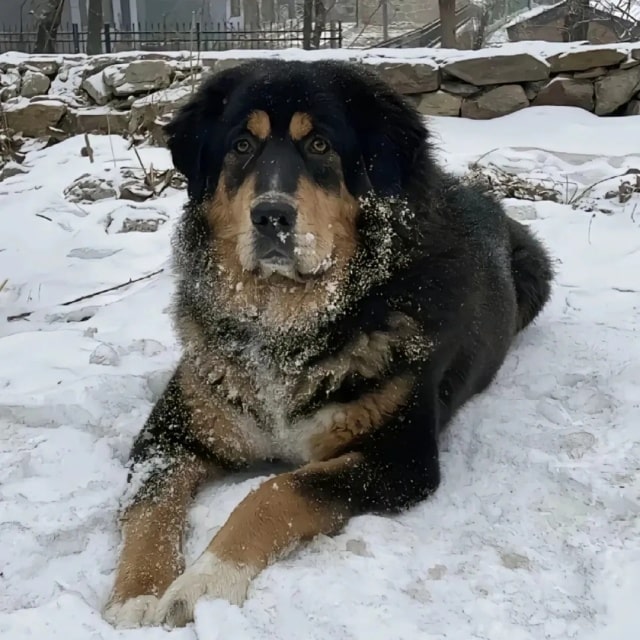 “最不怕冷”的几种狗，对它们来说，冬天才是春天！