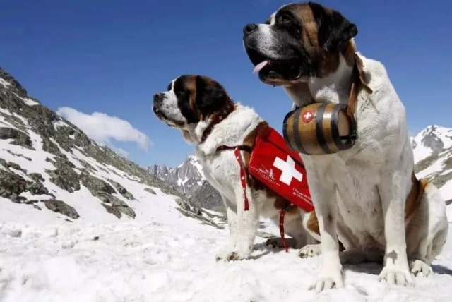 “最不怕冷”的几种狗，对它们来说，冬天才是春天！