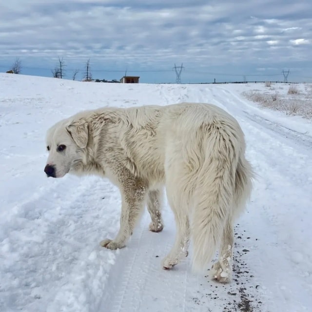“最不怕冷”的几种狗，对它们来说，冬天才是春天！