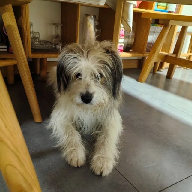 “最不怕冷”的几种狗，对它们来说，冬天才是春天！