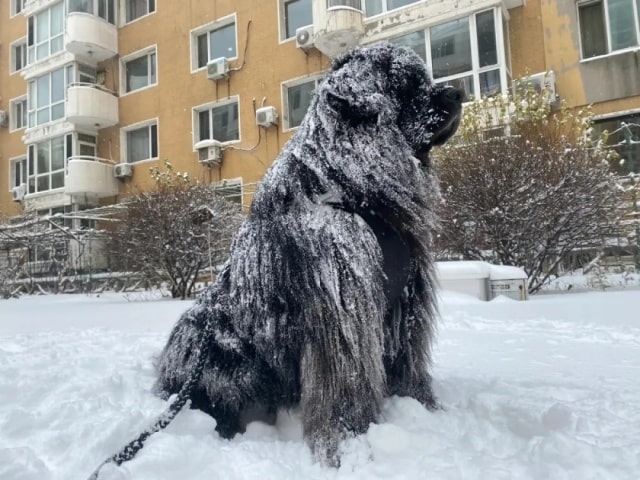 “最不怕冷”的几种狗，对它们来说，冬天才是春天！