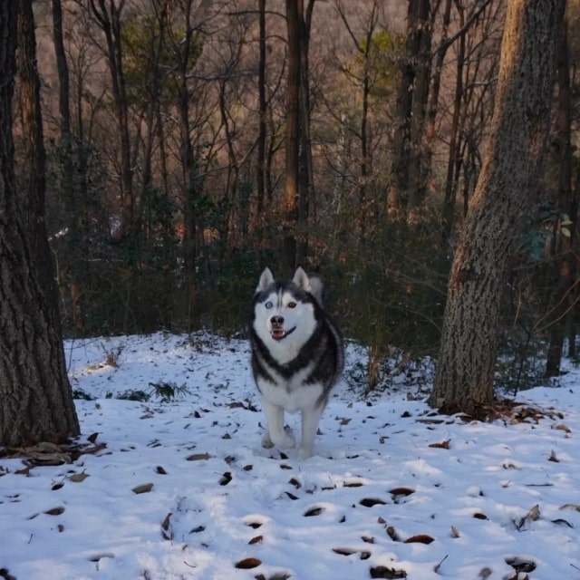 “最不怕冷”的几种狗，对它们来说，冬天才是春天！