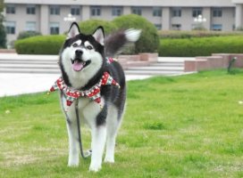 这几种狗界“白眼狼”，基本养不熟，千万别精