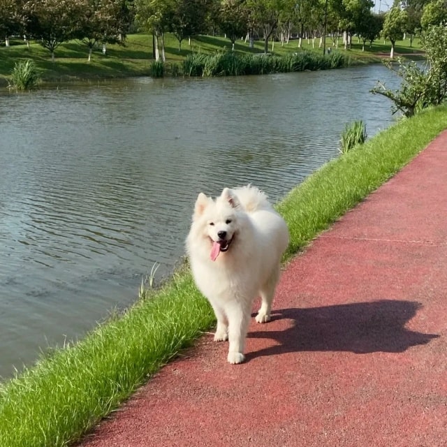 这几种狗界“白眼狼”，基本养不熟，千万别精准踩雷！