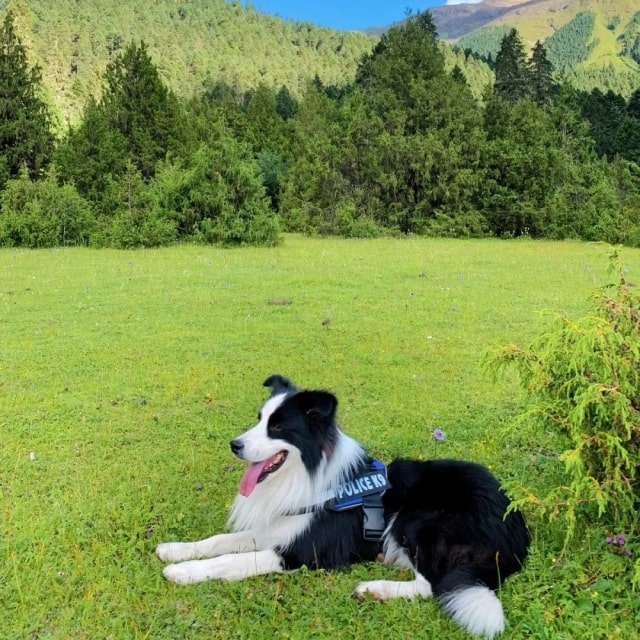 这几种狗界“白眼狼”，基本养不熟，千万别精准踩雷！