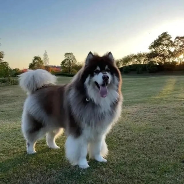 这几种狗界“白眼狼”，基本养不熟，千万别精准踩雷！