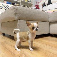 几种“最怕冷”狗狗品种，冬天更要细心养护！