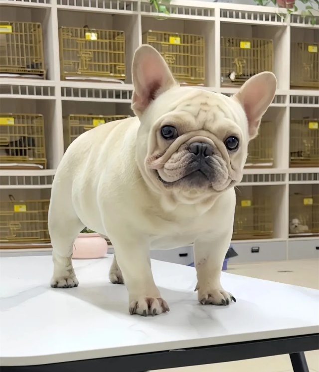 几种“最怕冷”狗狗品种,冬天更要细心养护!