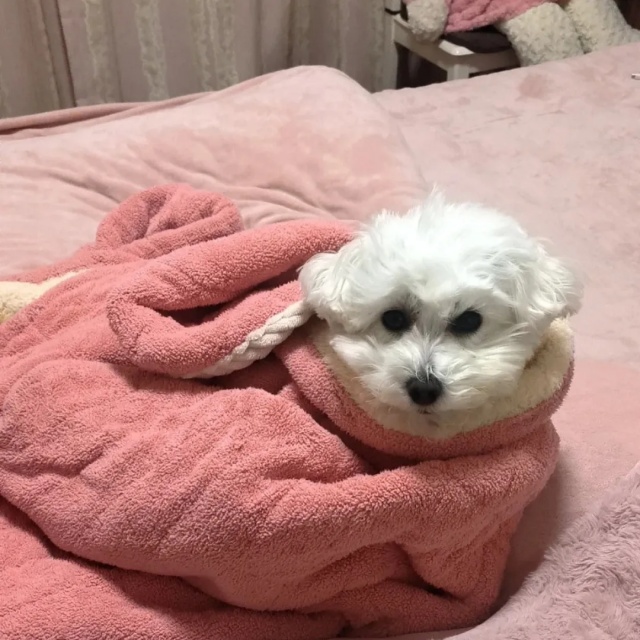 几种“最怕冷”狗狗品种,冬天更要细心养护!