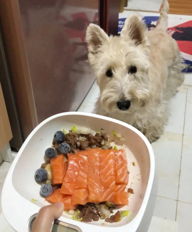 狗狗毛发干枯？吃这10种美毛食物！