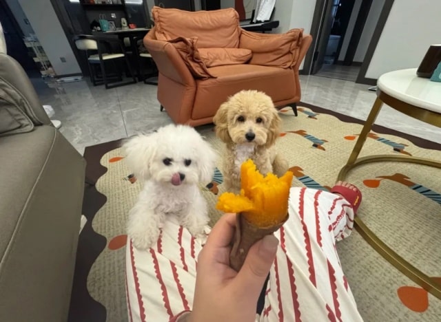 狗狗毛发干枯？吃这10种美毛食物！