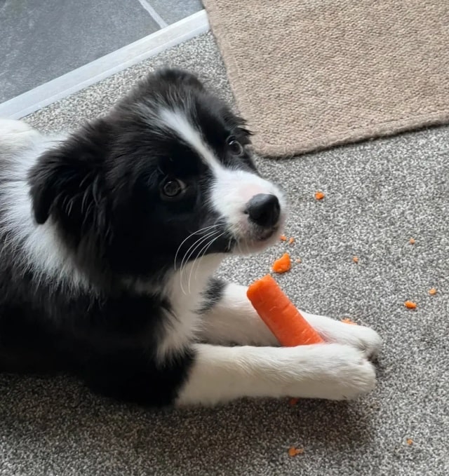 狗狗毛发干枯？吃这10种美毛食物！