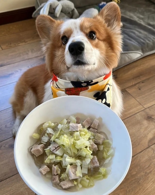 狗狗毛发干枯？吃这10种美毛食物！