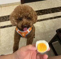 狗狗毛发干枯？吃这10种美毛食物！