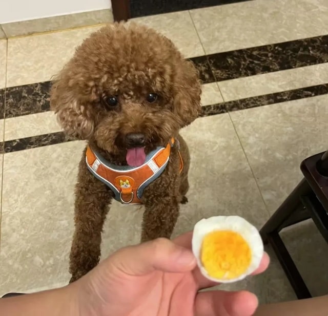 狗狗毛发干枯？吃这10种美毛食物！