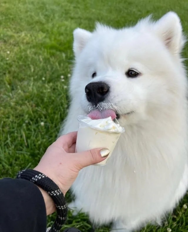 狗狗毛发干枯？吃这10种美毛食物！