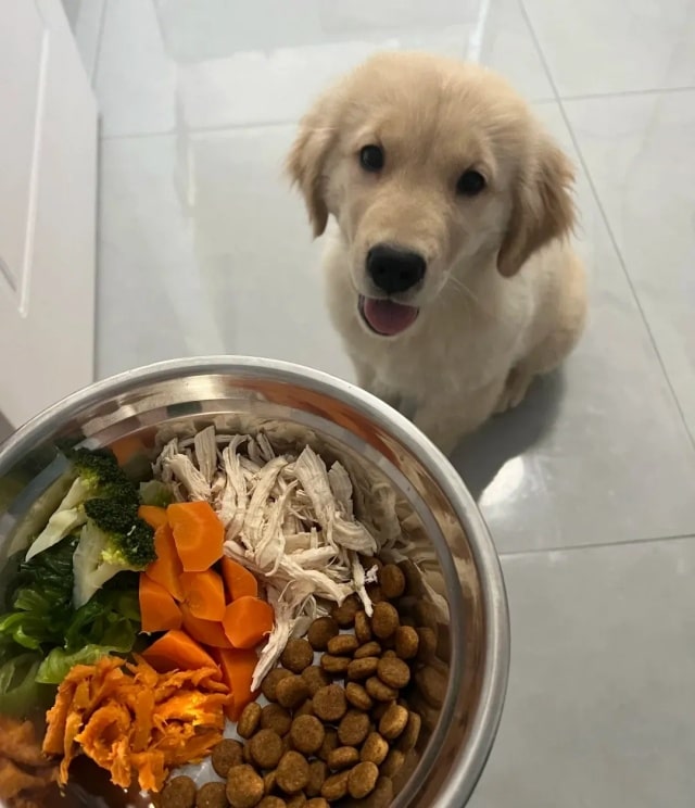 狗狗毛发干枯？吃这10种美毛食物！