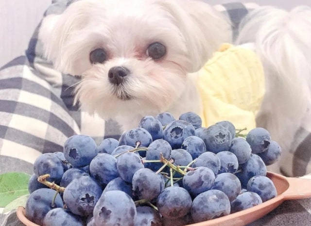 狗狗毛发干枯？吃这10种美毛食物！