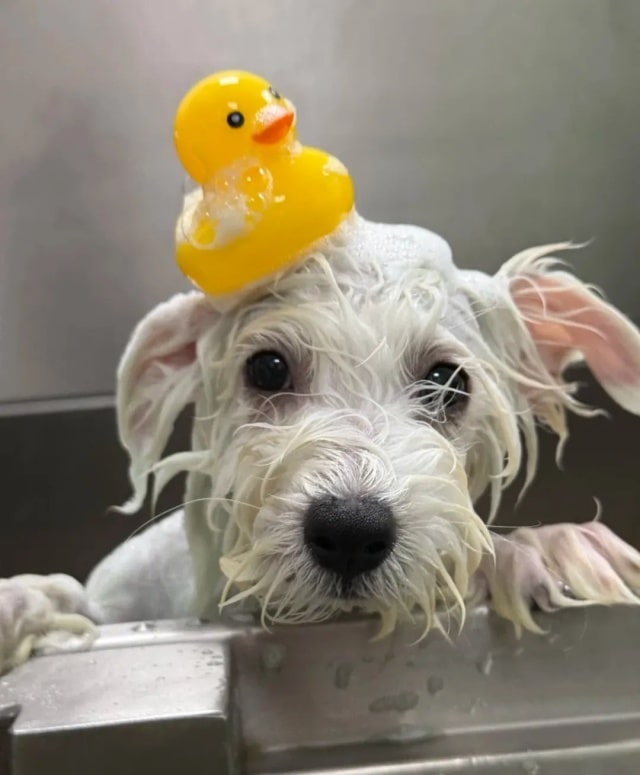 狗狗冬天多久洗一次澡合适？一篇看懂！