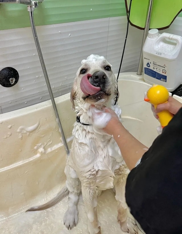 狗狗冬天多久洗一次澡合适？一篇看懂！