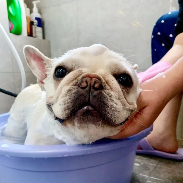 狗狗冬天多久洗一次澡合适？一篇看懂！