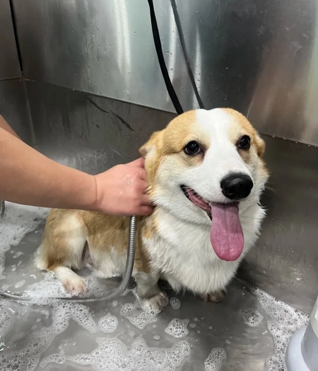 狗狗冬天多久洗一次澡合适？一篇看懂！