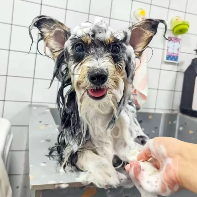 狗狗冬天多久洗一次澡合适？一篇看懂！