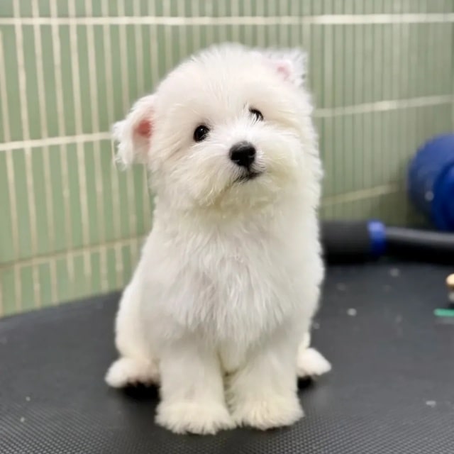 狗狗冬天多久洗一次澡合适？一篇看懂！