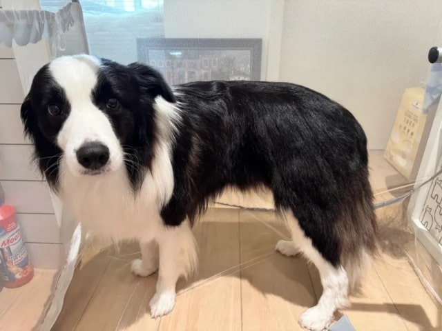 狗狗冬天多久洗一次澡合适？一篇看懂！