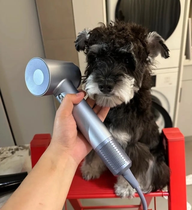 狗狗冬天多久洗一次澡合适？一篇看懂！