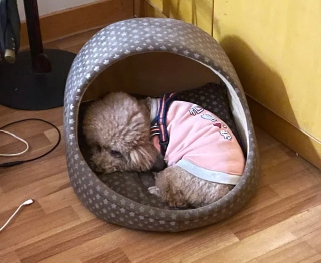 冬季养狗牢记这6点，狗狗强身健体少生病