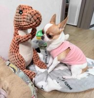 冬季养狗牢记这6点，狗狗强身健体少生病