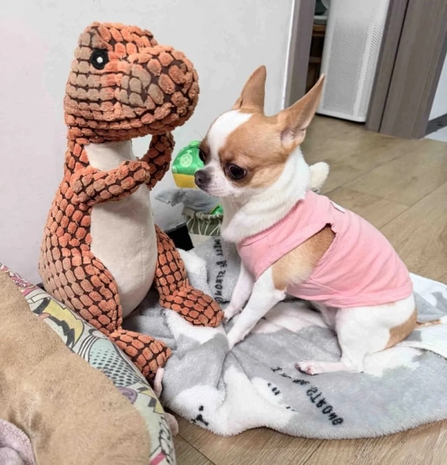 冬季养狗牢记这6点，狗狗强身健体少生病