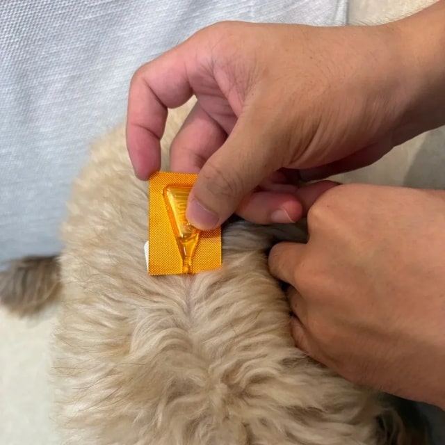 冬季养狗牢记这6点，狗狗强身健体少生病