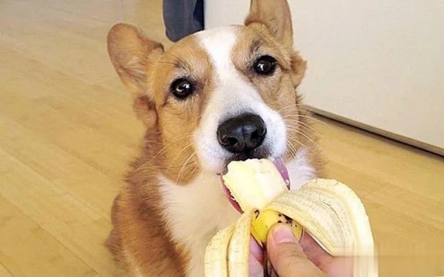 除了狗粮之外，狗狗也能吃的8种营养健康食物！