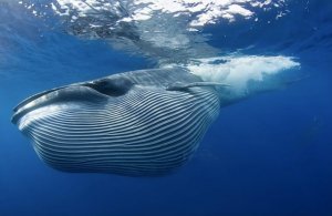 蓝鲸的生活习性是什么？