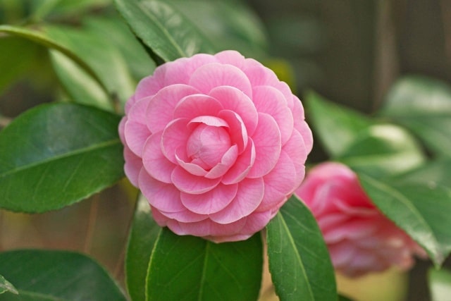 10种代表冬天的花：冰雪中的生命礼赞