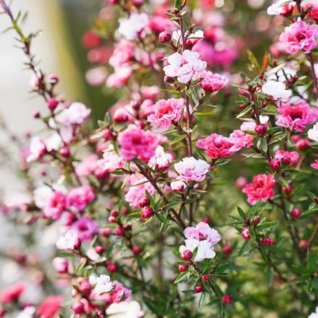 10种代表冬天的花：冰雪中的生命礼赞