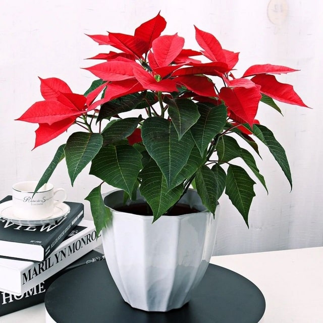 10种代表冬天的花：冰雪中的生命礼赞