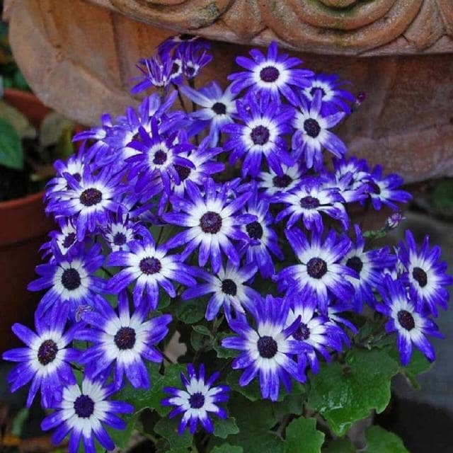 10种代表冬天的花：冰雪中的生命礼赞