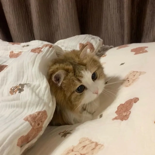 若猫咪有这7种行为，说明它被你养熟了！