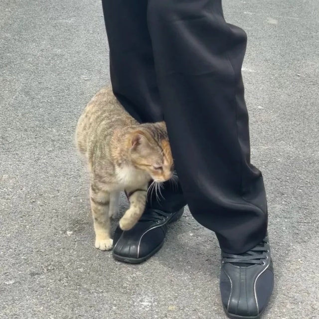 若猫咪有这7种行为，说明它被你养熟了！