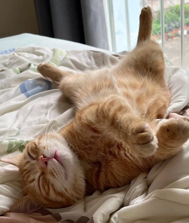 若猫咪有这7种行为，说明它被你养熟了！